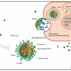 Influenza virus rna dna flu avian