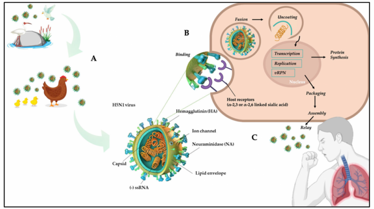 Influenza virus rna dna flu avian