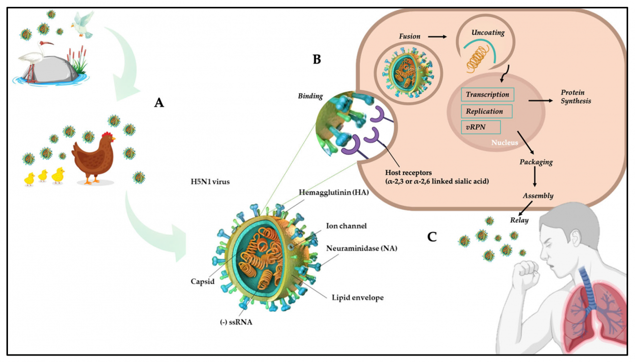 Influenza virus rna dna flu avian